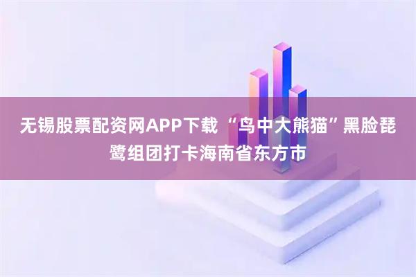 无锡股票配资网APP下载 “鸟中大熊猫”黑脸琵鹭组团打卡海南省东方市