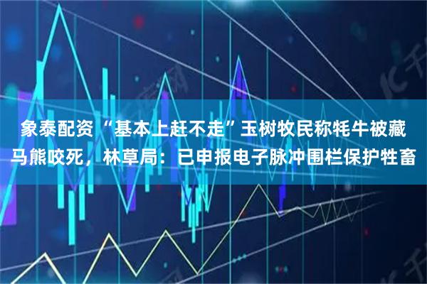 象泰配资 “基本上赶不走”玉树牧民称牦牛被藏马熊咬死，林草局：已申报电子脉冲围栏保护牲畜